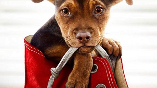 A Dog’s Way Home (2019) เพื่อนรักผจญภัยสี่ร้อยไมล์